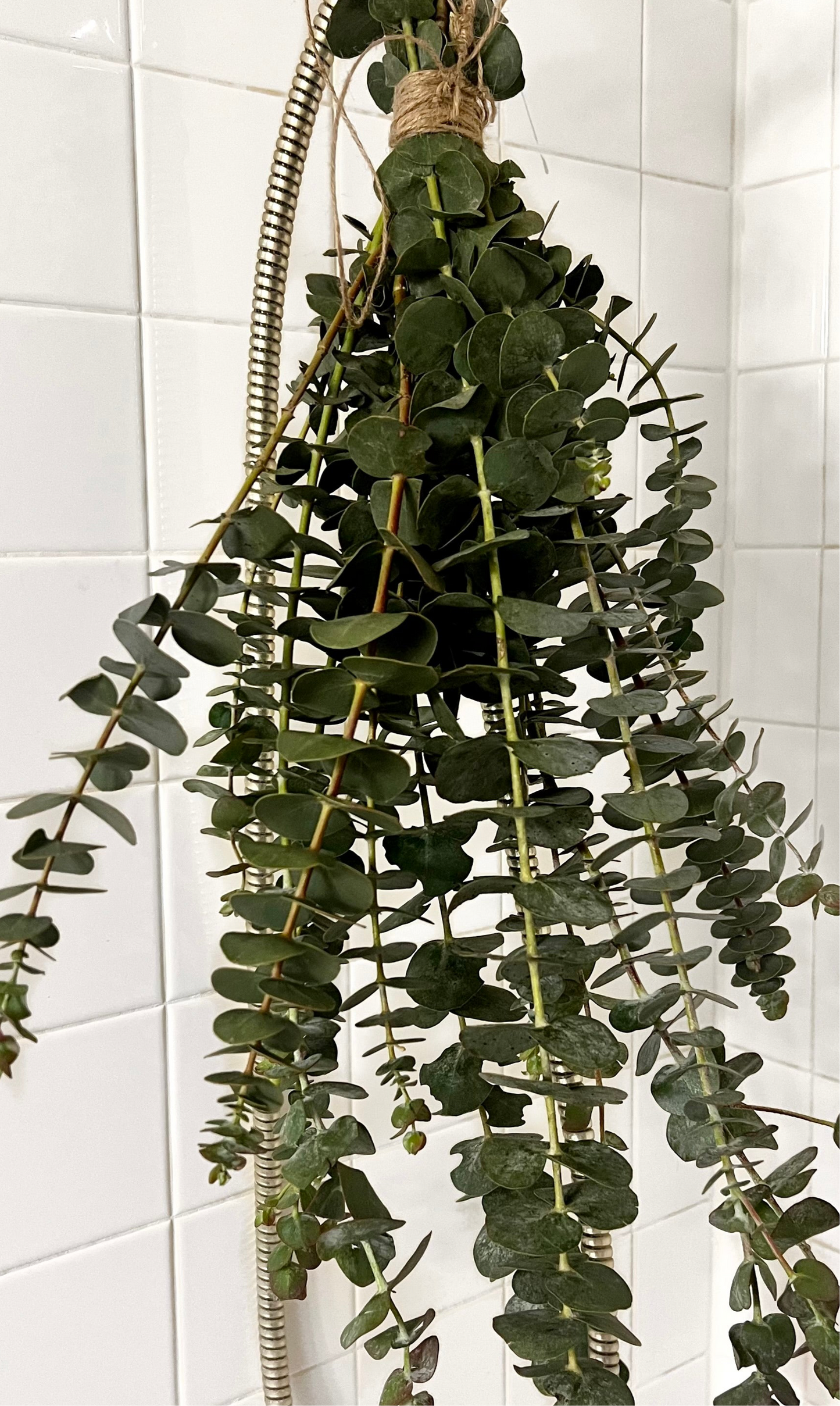 SHOWER EUCALYPTUS BUNCH